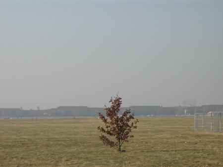 Baum auf Tempelhofer Feld