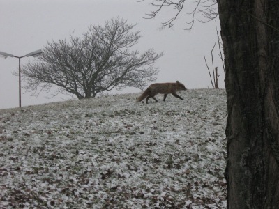 Fuchs spaziert am Columbiadamm auf THF