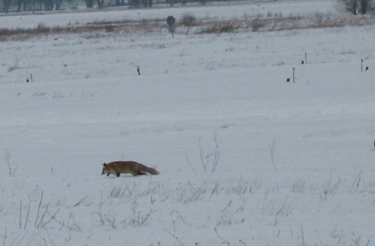 Fuchs im Schnee