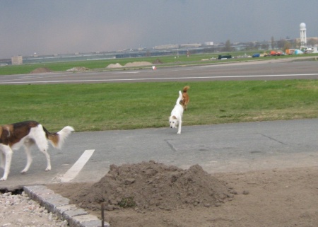 Hunde erobern Tempelhofer Feld