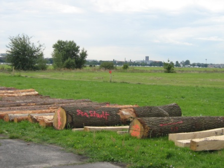 Baumstämme Tempelhofer Feld